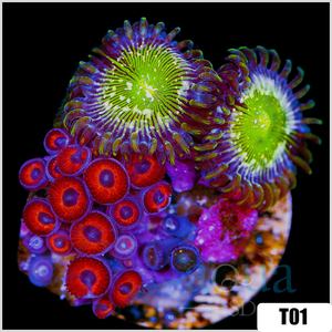 Descriptive image text