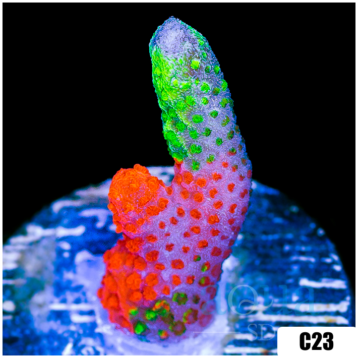 ASD Contraband Grafted Montipora Digita – Aqua SD