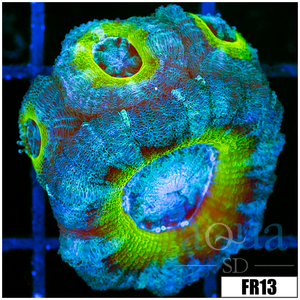 Descriptive image text