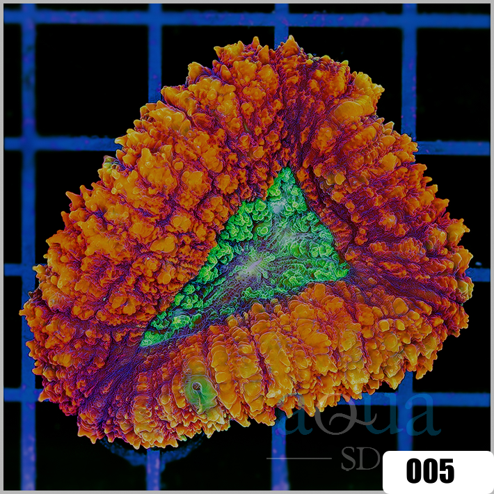 AquaSD ASD Gold Aussie Dragon Scale Symphyllia (Egg Crate behind is 3