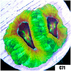 Descriptive image text