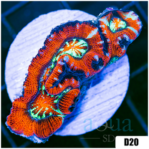 Descriptive image text