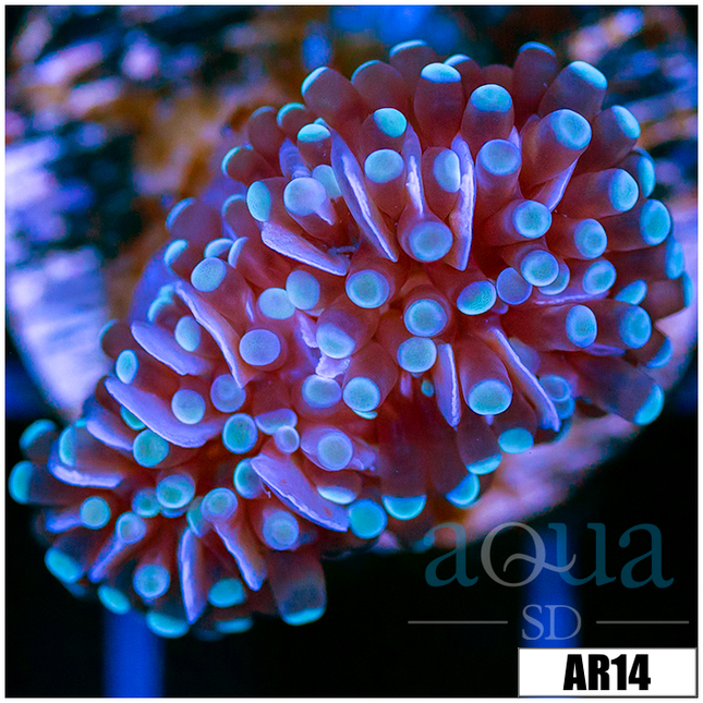 Corals – Aqua SD