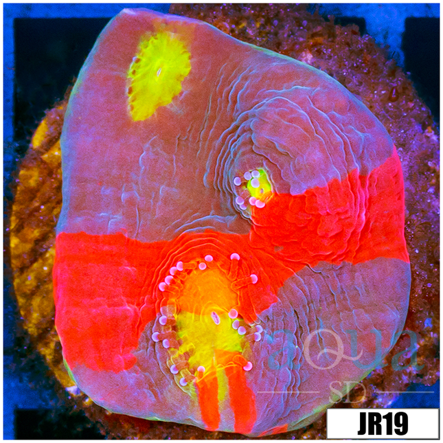 ディアスRAINBOWページ　パールアカシア AquaSD | ASD Rainbow Chalice | Corals For Sale – Aqua SD