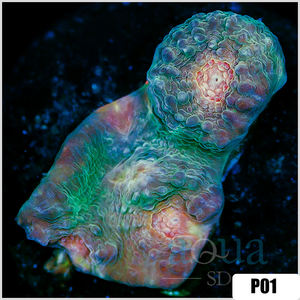 Descriptive image text