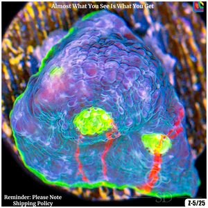 Descriptive image text