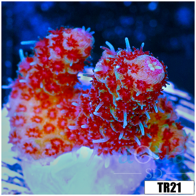 *22*22