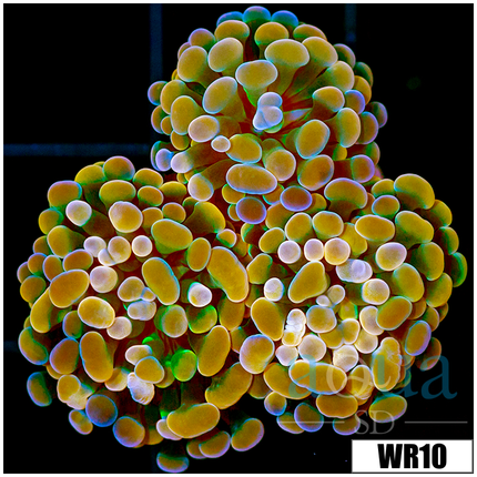 *22*22