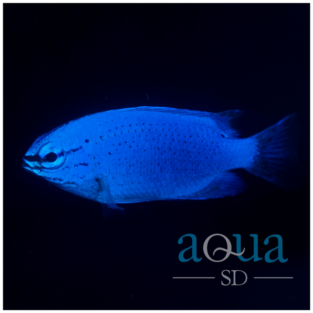 Blue Damsel (Chrysiptera cyanea)