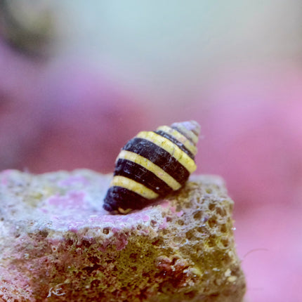 Bumblebee Snails (Anentome helena)