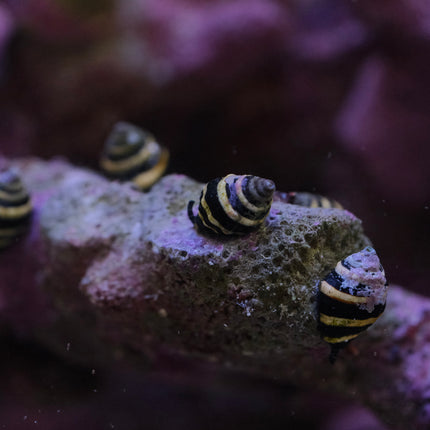 Bumblebee Snails (Anentome helena)