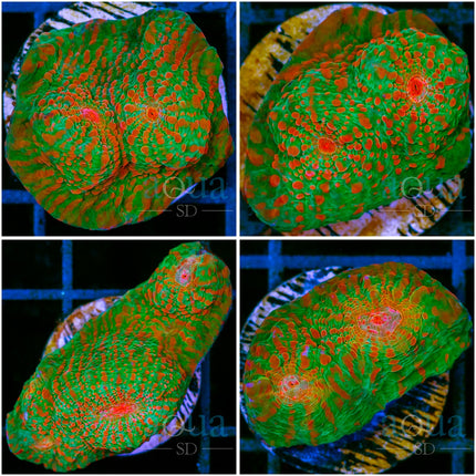 ASD Gator Chameleon Chalice- Multiples Available