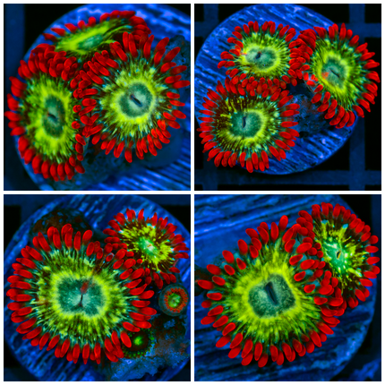 ASD Omega Flames Zoas-Multiples Available