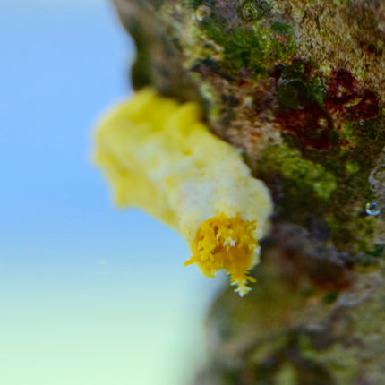 Yellow Sea Cucumber