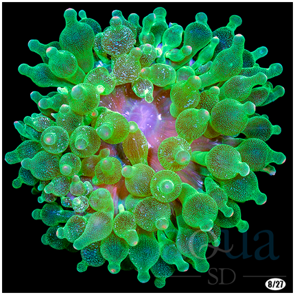 Acid Wash Bubble Tip Anemone - Multiples Available