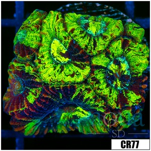 Descriptive image text