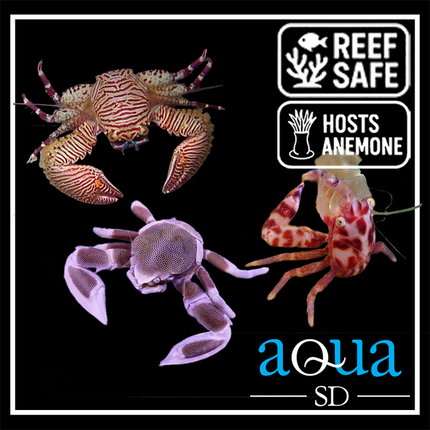 Coral-Hosting Porcelain Crab - commonly Neopetrolisthes spp.