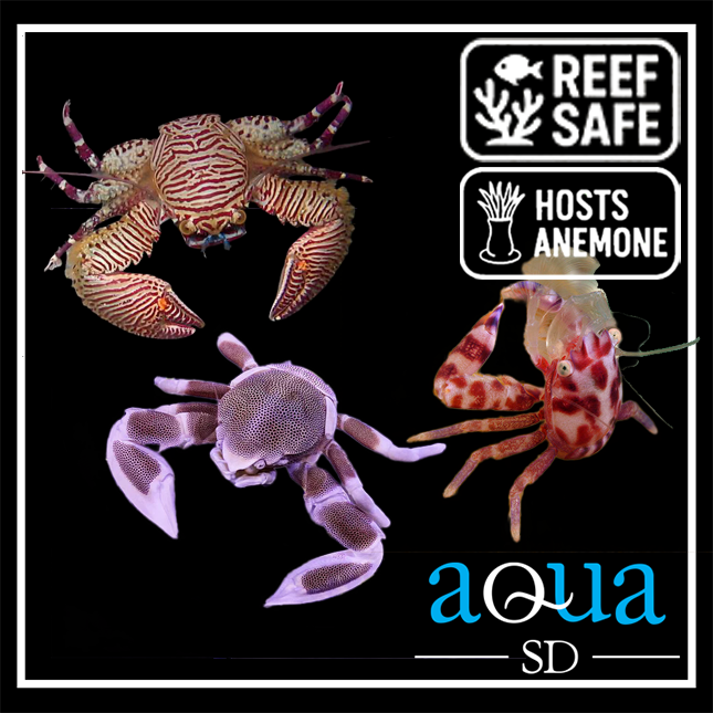 Coral-Hosting Porcelain Crab - commonly Neopetrolisthes spp.
