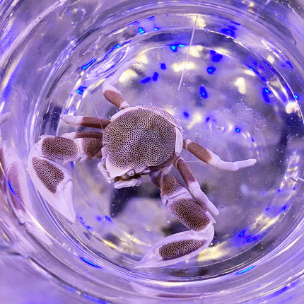 Coral Hosting Porcelain Crab - Multiples Available invert