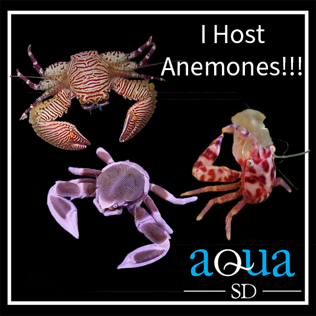 Coral Hosting Porcelain Crab