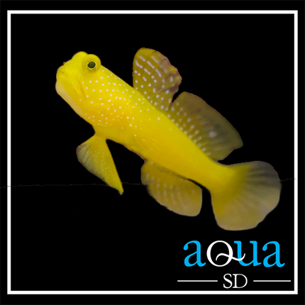 Yellow Watchman Goby (Cryptocentrus cinctus)