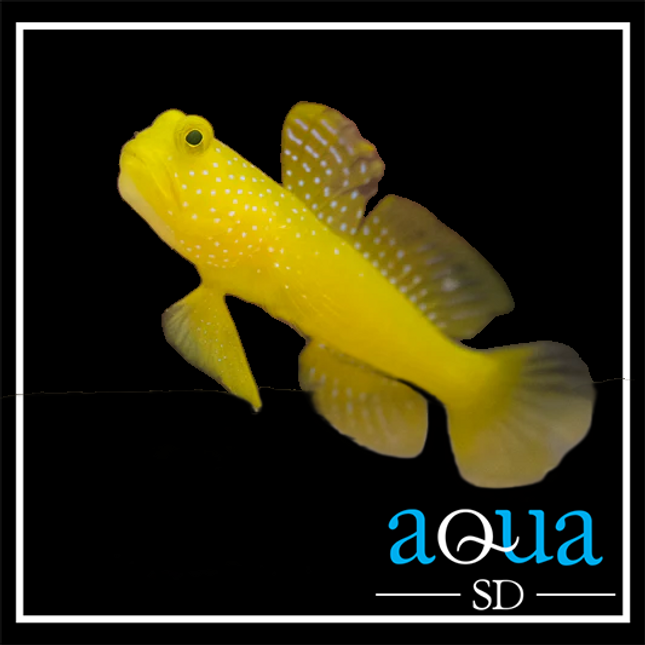 Yellow Watchman Goby (Cryptocentrus cinctus)
