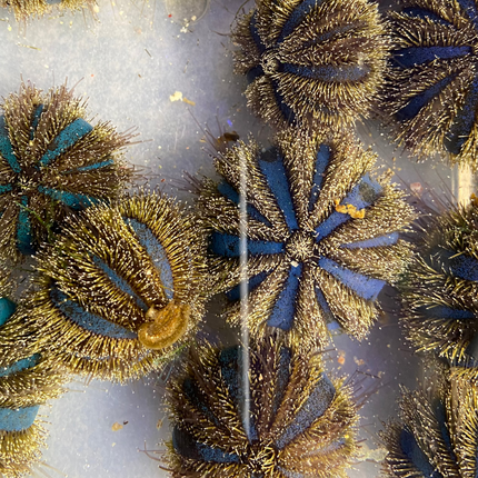 Royal Tuxedo Urchin (Mespilia globulus)