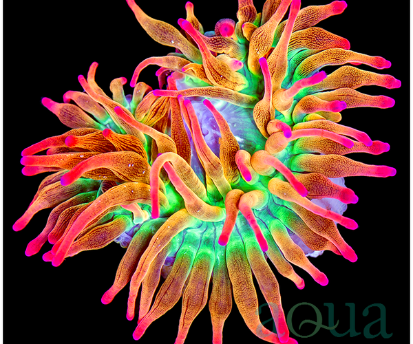 AquaSD | Aquacultured Rainbow Firecracker Anemone | Corals For