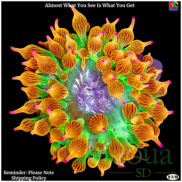 AquaSD | Aquacultured Rainbow Firecracker Anemone | Corals For