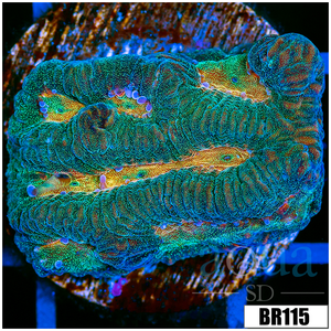 Descriptive image text