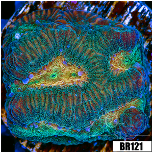 Descriptive image text