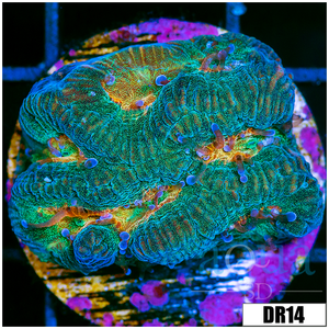 Descriptive image text