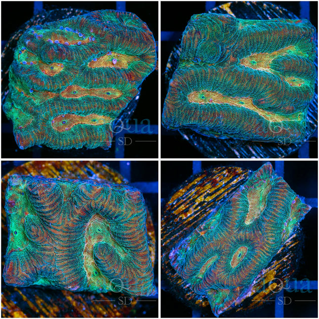 Arcane Glow Favia- Multiples Available