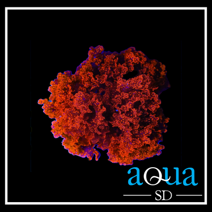 Atomic Broccoli Macroalgae (Golf Ball Size)