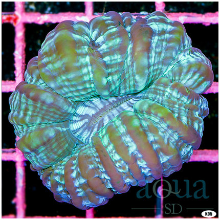 Aussie Green Cynaria (Egg Crate is 3 Squares = 2'')
