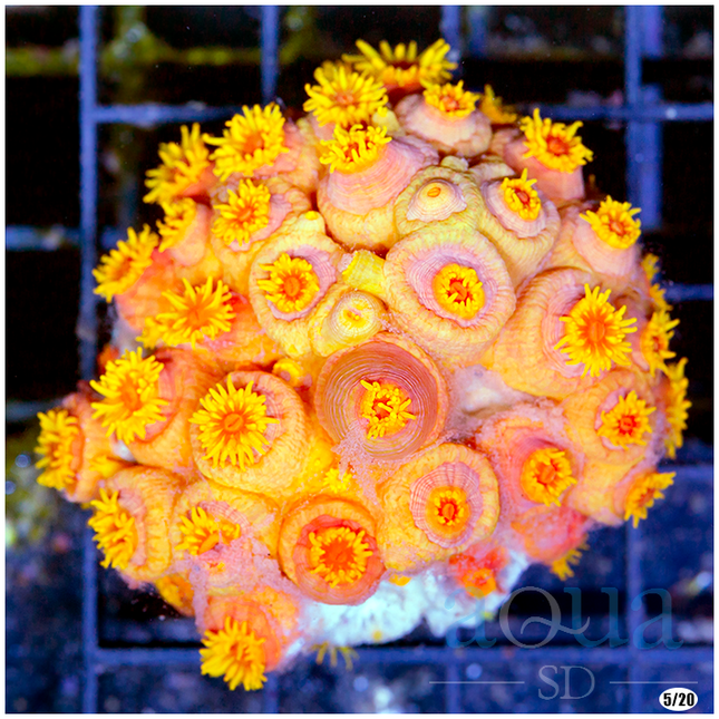 Sun Coral - Multiples Available - Full Colony