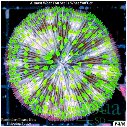 Aussie Wagon Wheel Plate - Multiples Available