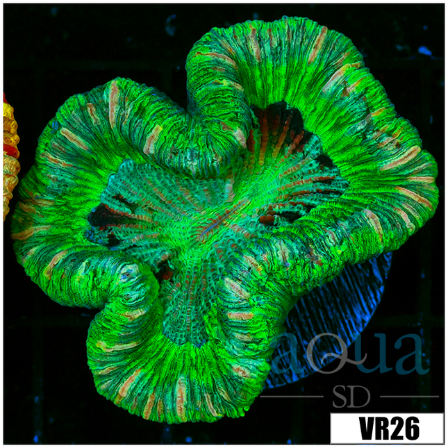 AQUA Coral出品ページ All Clearance – Aqua SD