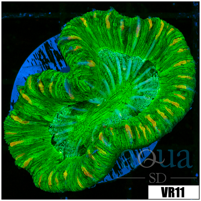 All Clearance – Aqua SD