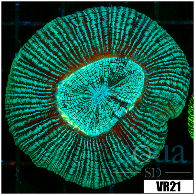 All Clearance – Aqua SD