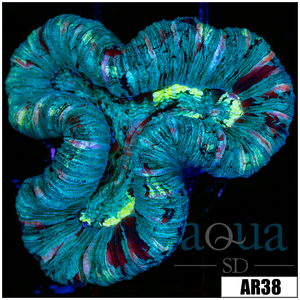 Descriptive image text