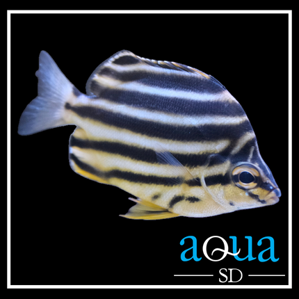 Australian Stripey (Microcanthus strigatus)