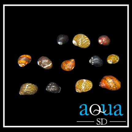 Caribbean Nerite Snail