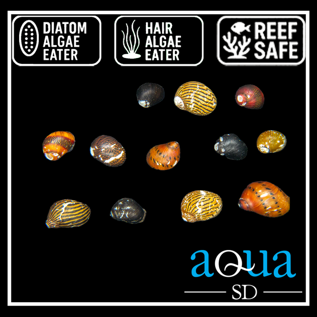 Caribbean Nerite Snail