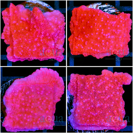 ASD Red Monti Cap - Multiples Available