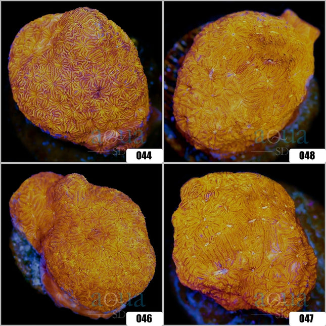 Orange Pavona - Multiples Available