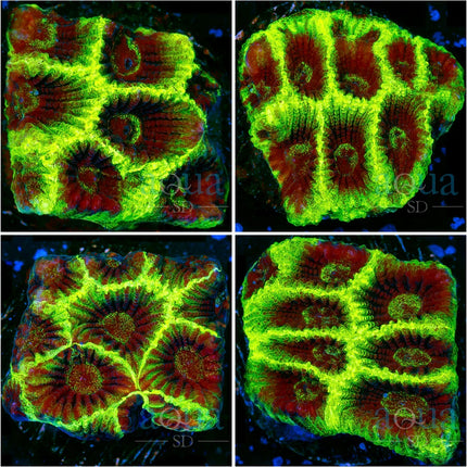 Green Hornet Favia - Multiples Available
