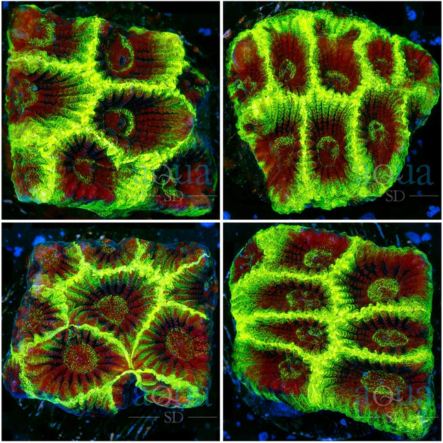 Green Hornet Favia - Multiples Available