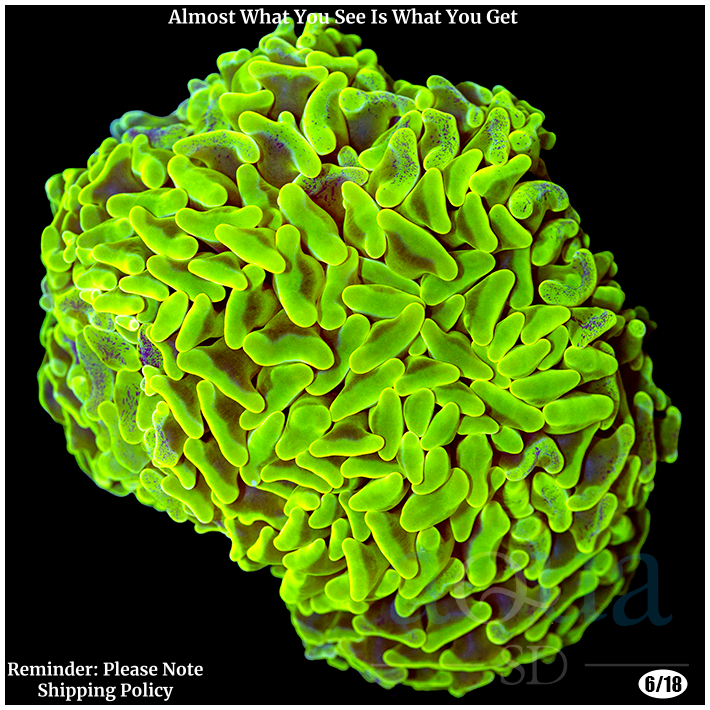 AquaSD | BRANCHING ULTRA NEON HAMMER | Corals For Sale – Aqua SD