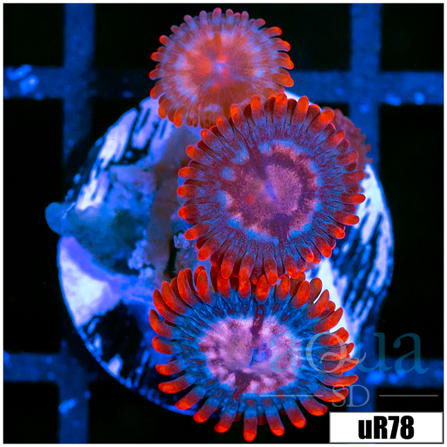 Zoas & Palys – Aqua SD